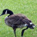 Salisbury Zoo - July 3rd